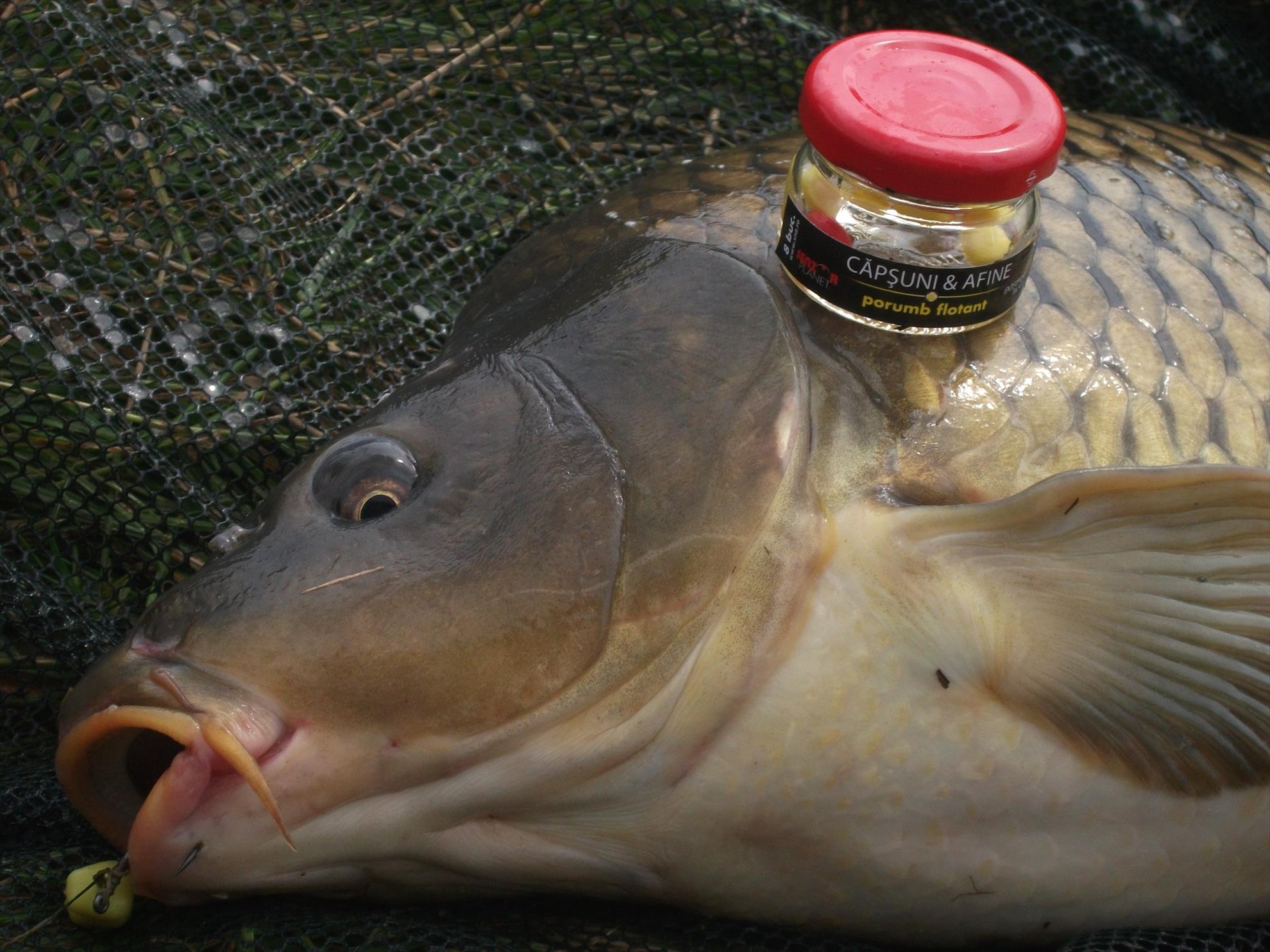 Walter - dscf0582.jpg